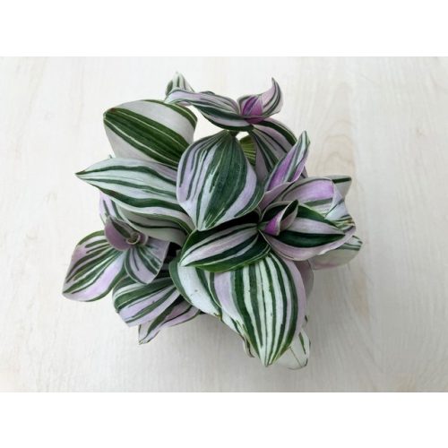 Tradescantia albiflora 'Unicorn'