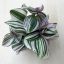 Tradescantia albiflora 'Unicorn'