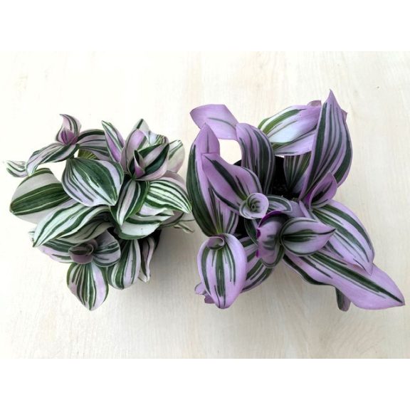 Tradescantia albiflora 'Unicorn'