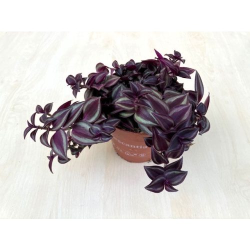 Zebrapletyka 'Purple'