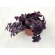 Zebrapletyka 'Purple'