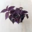 Zebrapletyka purpusii