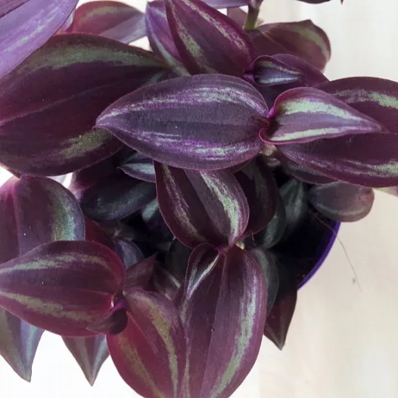 Zebrapletyka purpusii