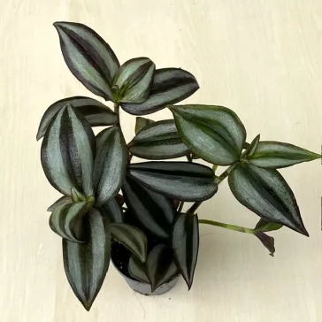 Zebrapletyka 'Silver'