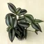 Zebrapletyka 'Silver'