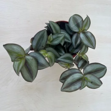 Zebrapletyka 'Silver'