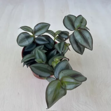 Zebrapletyka 'Silver'