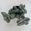 Zebrapletyka 'Silver'