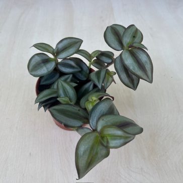Zebrapletyka 'Silver'