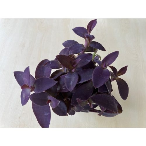 Tradescantia 'purple heart' nagy