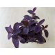 Tradescantia 'purple heart' nagy