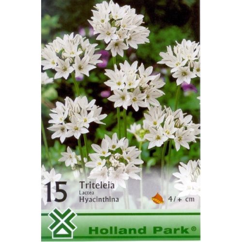 Triteleia Hyacintha 15db - vajszínű csillaghagyma