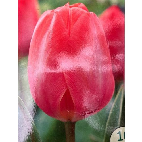Tulipán 'Orange van Eijk'