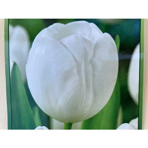 Tulipán fehér 8 db