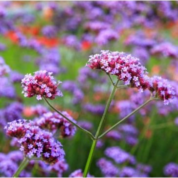 Ernyős verbéna - Verbena bonariensis