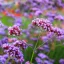 Ernyős verbéna - Verbena bonariensis