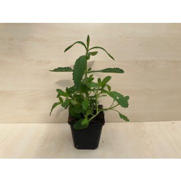 Ernyős verbéna - Verbena bonariensis