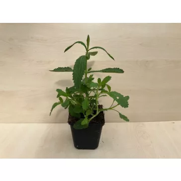 Ernyős verbéna - Verbena bonariensis