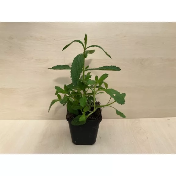 Ernyős verbéna - Verbena bonariensis
