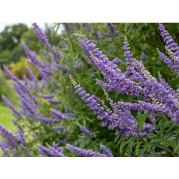 Illatos barátcserje