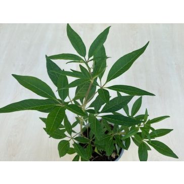 Illatos barátcserje