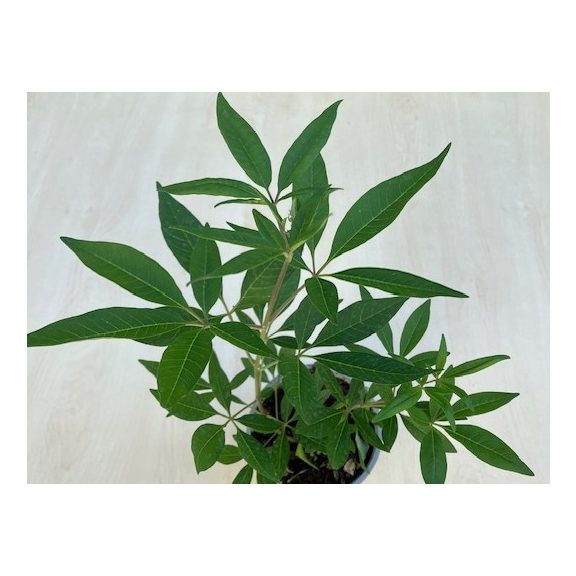 Illatos barátcserje