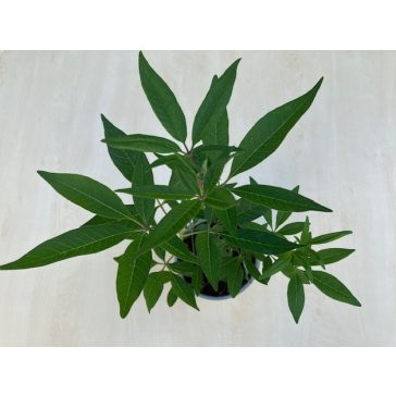 Illatos barátcserje