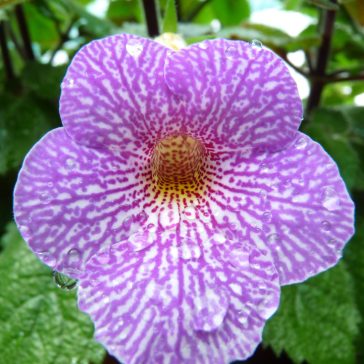 Mesevirág xAchimenantha Lionheart 'A'