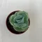 xGraptoveria 'Lovely Rose'