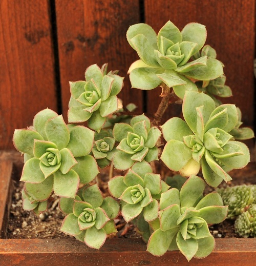 Aeonium haworthii
