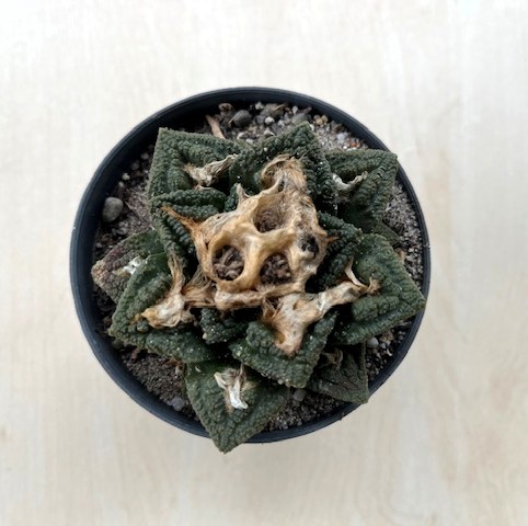 Ariocarpus – a kaktuszvilág rejtőzködő mesterei