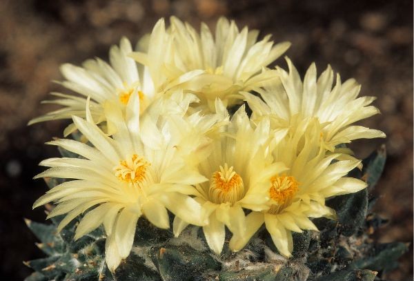 Ariocarpus-trigonus-virag.jpg