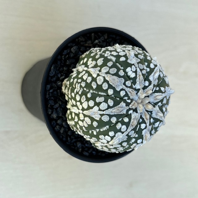 Astrophytum-kabuto.jpeg