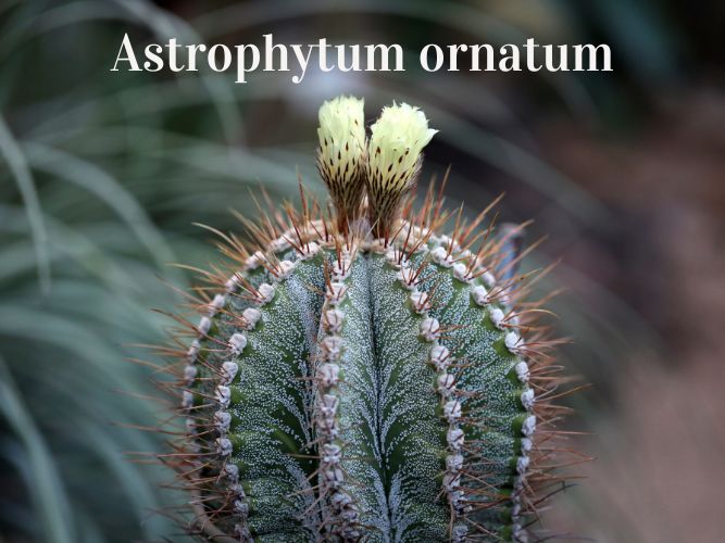 Astrophytum-ornatum.jpg