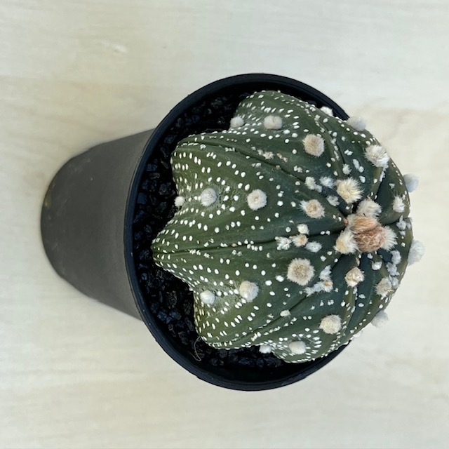 Astrophytum-star-shape.jpeg