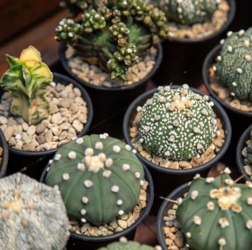 Astrophytum kaktuszok – a csillagkaktuszok különleges világa