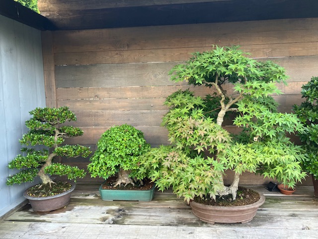 Bonsai Acer