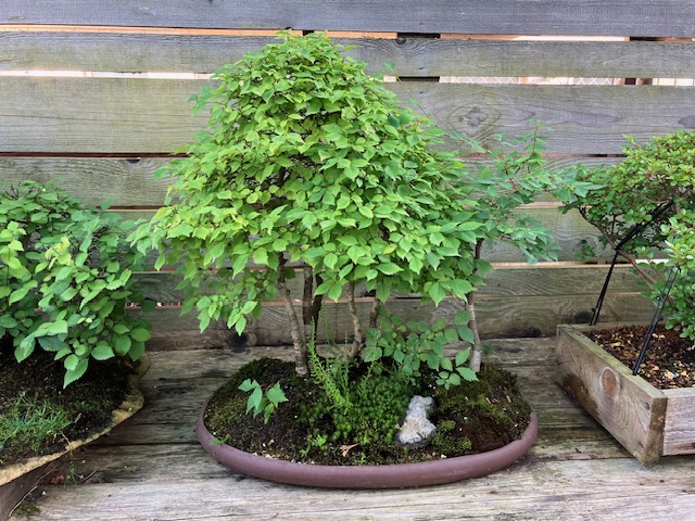 Bonsai - galagonya