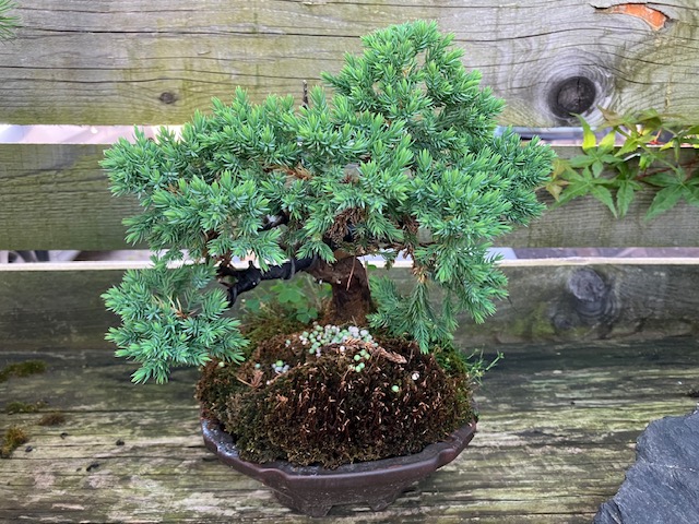 Bonsai - Juniperus squamata