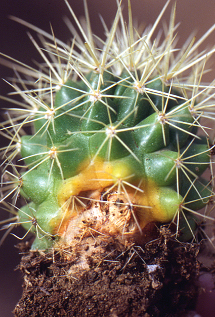 Kaktusz gyökérrothadása