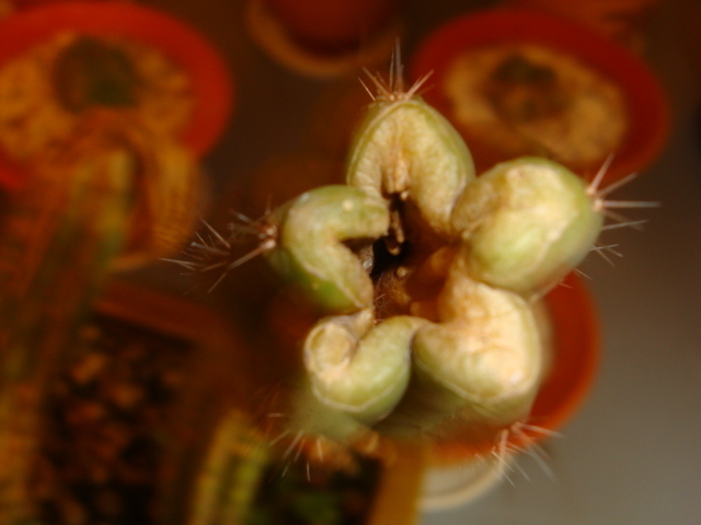 Kaktusz betegsége