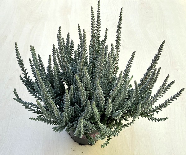 Calluna fluffy