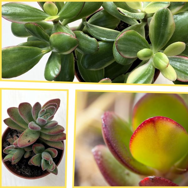 Crassulák trükkjei - CAM fotoszintézis