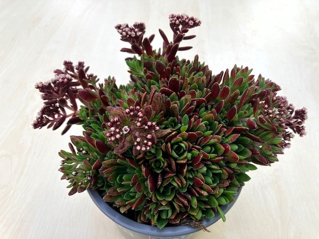 Crassula exilis