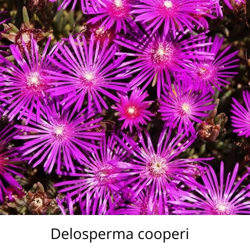 Delosperma cooperi - bíborvörös délvirág