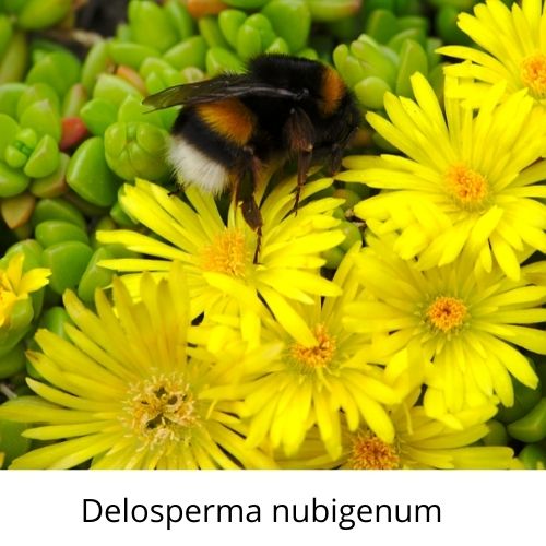 Delosperma nubigenum - sárga délvirág