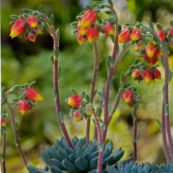 Echeveria setosa és rokonai