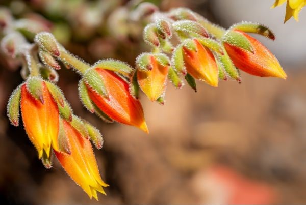 Echeveria Doris Taylor