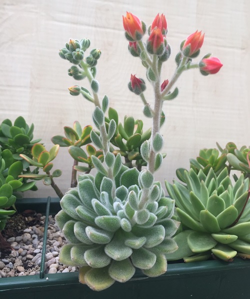 Ismered az Echeveria setosát?