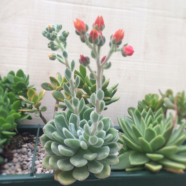 Echeveria setosa